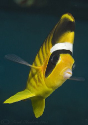 Red sea Raccoon butterflyfish. D200, 60mm. by Derek Haslam 